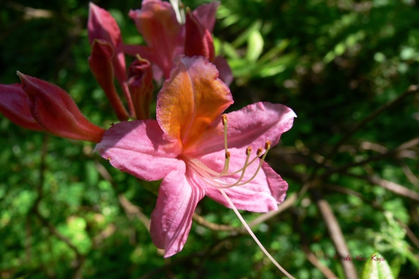 Bois des Moutiers (350) Mai 2012